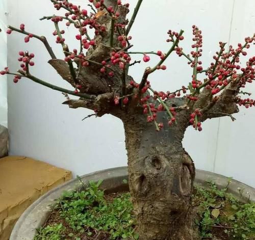 1月，家里养有蜡梅盆栽的花友，你们做好催花的准备了吗？