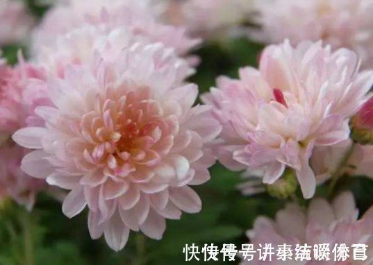 泥土|5种花好养又漂亮,不用管照样长得旺,年年开花不断,美翻天!