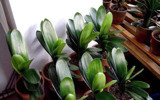 立秋后 3种 休眠花 尽量别折腾 烂在秋天的门口 挺冤的 粉紫色 立秋后 3种 休眠花 尽量别折腾 烂在秋天的门口 挺冤的 粉紫色