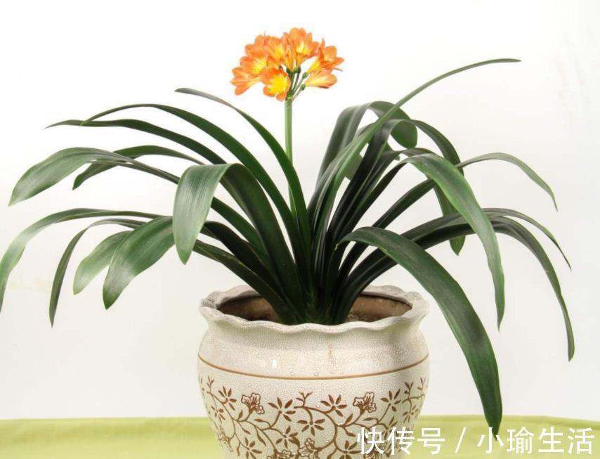 自来水|君子兰天热要休眠，状态越来越差？坚持2不要，安全度夏