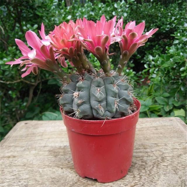 仙人球中的开花“战斗鸡”，5块钱一盆，四季开花不停，值的拥有