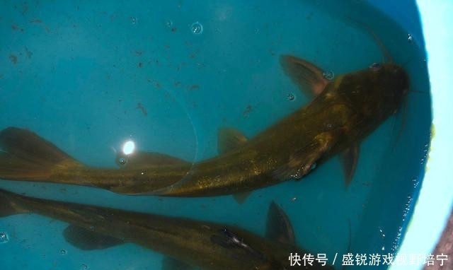 罗果果|广东一河道黄颡鱼“大暴走”,钓鱼人:很肥,大的半斤多