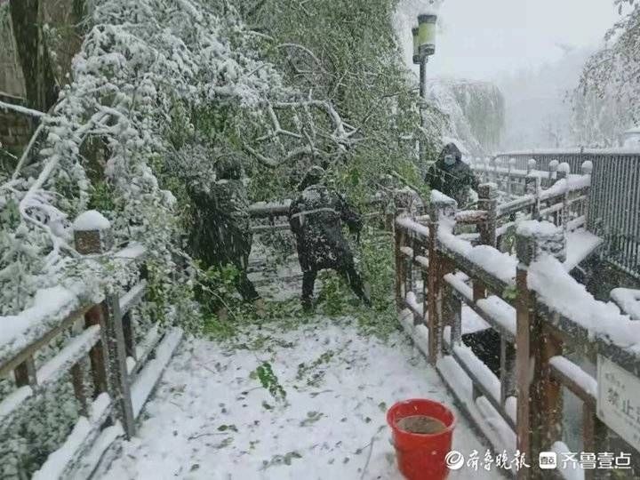 百菊赛|暴雪来临，济南天下第一泉风景区应急处置雪情