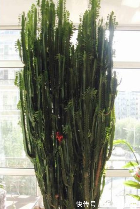 “5种花”一定要养,人养花,花也养人,越养家里越清新、添福气
