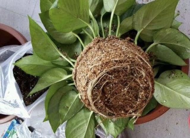 秋天|胡大姐养绿萝,秋天用3招“治理”,叶子变大“1倍”,窜到1米长