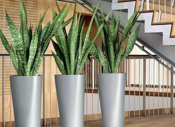 盆栽养花小技巧碰到难题别退缩,学会4招就可轻松解决掉