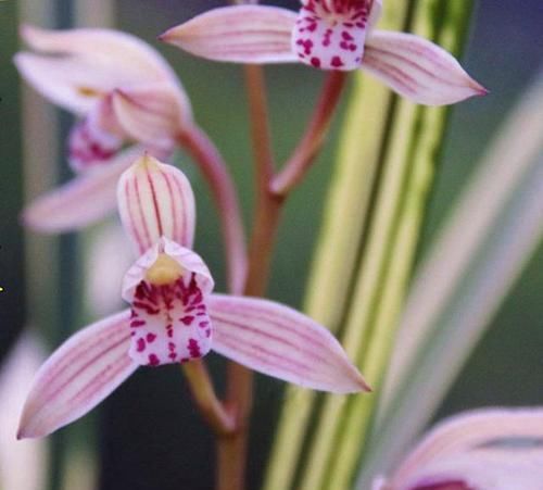  四溢|叶片线艺“完美”的兰花，花色艳丽，芳香四溢，即使无花也很优雅