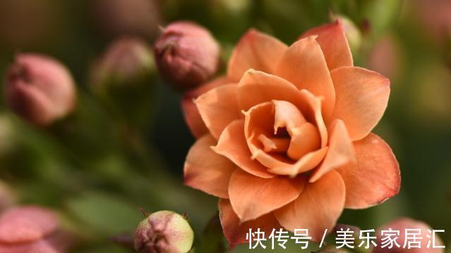 长寿花有“4喜”,顺着喜好养,花开一大盆,真漂亮