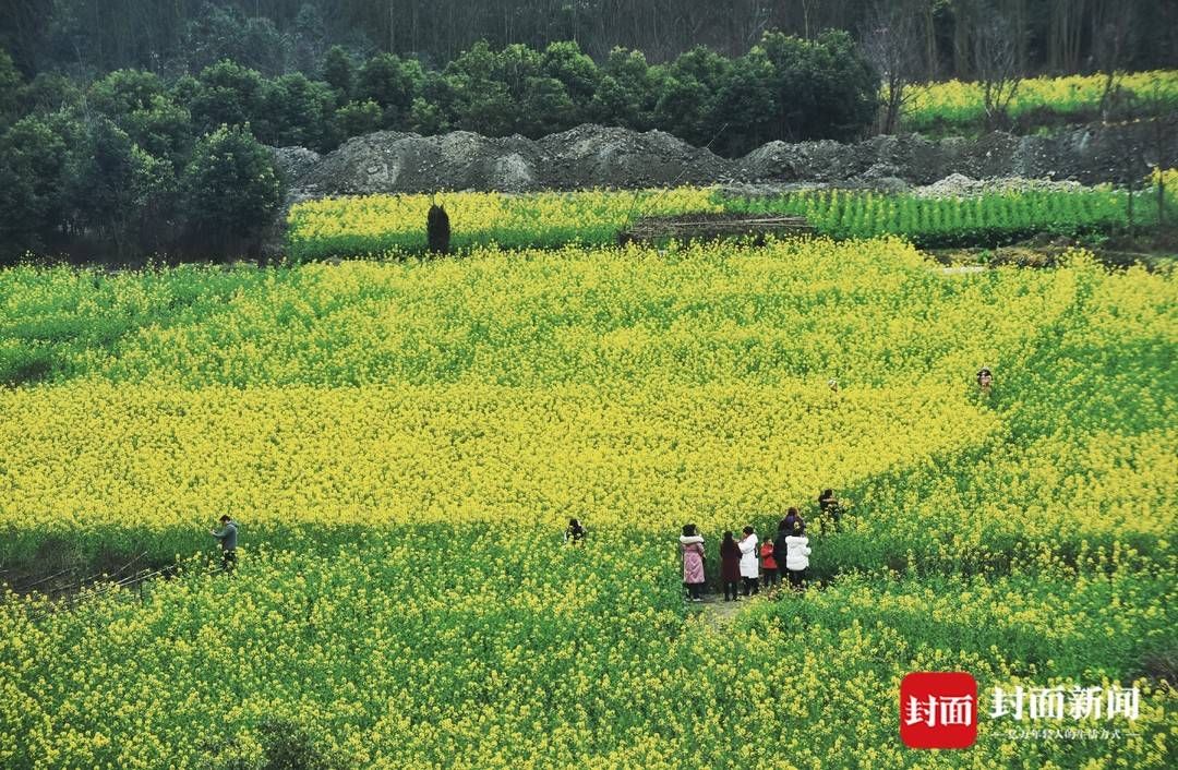 赏花|成都郊外油菜花已悄然绽放周末搭上开往春天的地铁去赏花踏青