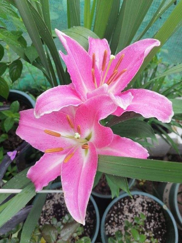 门口放了一盆百合花,转了个身的功夫就被人偷折,真气人