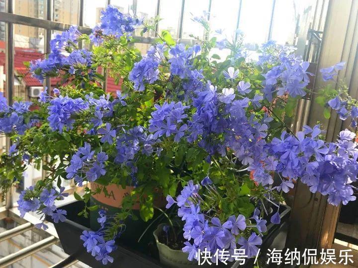 枝条|急性子养的6种花,长的快、爆花多,1盆能开大半年!