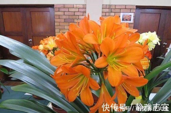 玉米棒|王叔养的君子兰，“壮如牛”，原来用了“老3样”，花大色艳！