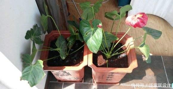 花市看到这样的“花”,再喜欢也不要买,养不久,白花钱