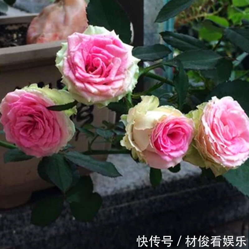 如果你的院子够大,趁早种上这爬藤花苗,来年庭院开成一片花海