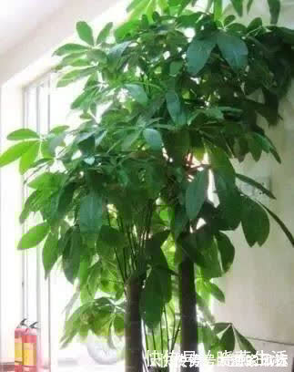 叶片|养花不如“养树”,这3种最合适,养人、旺财、吸甲醇,值!