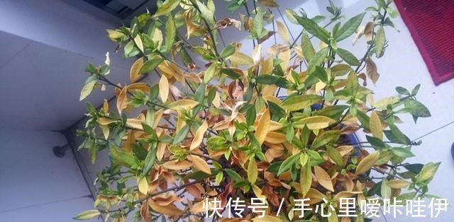 5种花“不吉利”,再喜欢也别放“室内”,你家若有,抓紧搬出去
