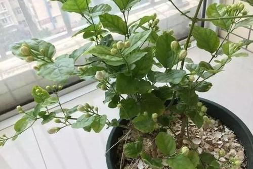 担心|担心高效肥烧根怎么办不如在家自制4种花肥,肥效久、见效慢