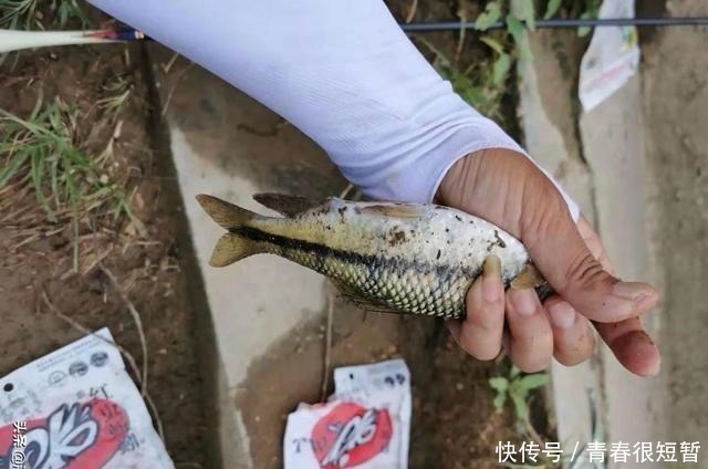 溪石斑，鱼体虽小价格昂贵，很多钓鱼人根本不懂如何垂钓！