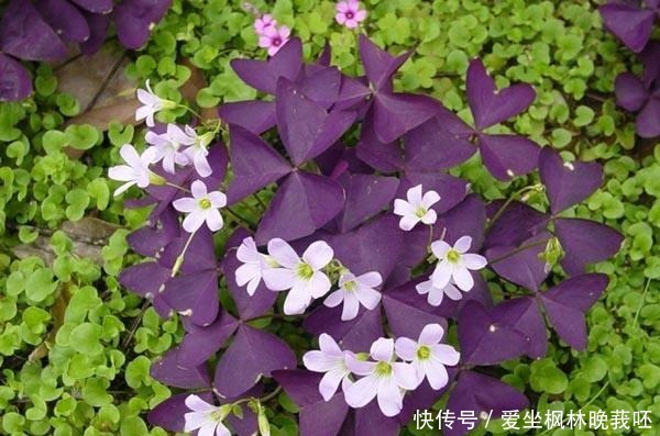 这4种耐阴花，“叶子”比花朵“更值钱”，北房间“没光”也能养！