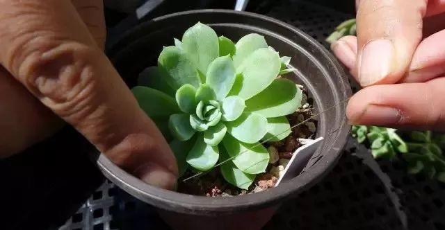 多肉修剪技巧,剪1根长1盆,再也不用在外面买了,划算