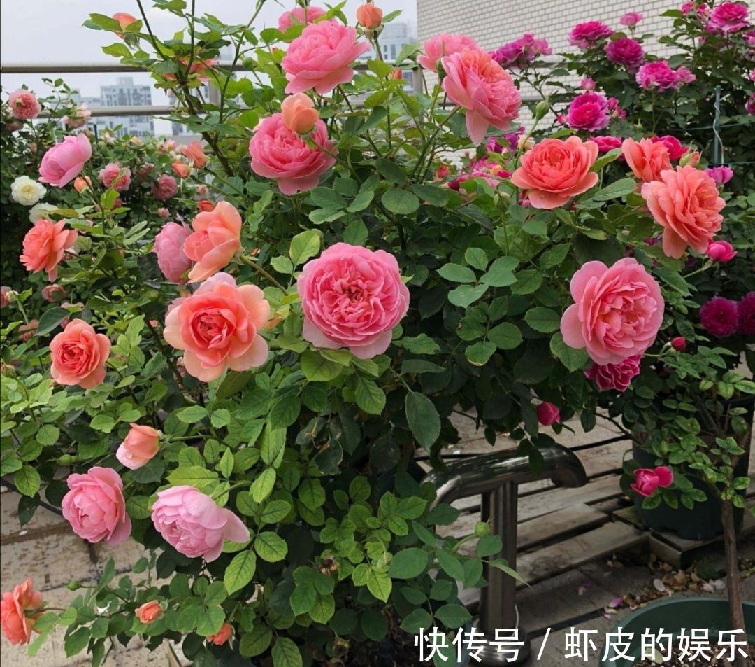 牡丹花|元旦前,“七种花”赶紧搬到阳台上冻一冻,生长茂盛,花苞呼呼冒