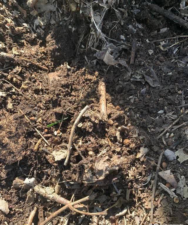 院子里养花,花土过硬,教你改良花土,养花,种菜效果更好