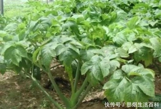 田间地头是草，搬上餐桌成了宝，人称神奇植物，能去鱼腥羊膻！