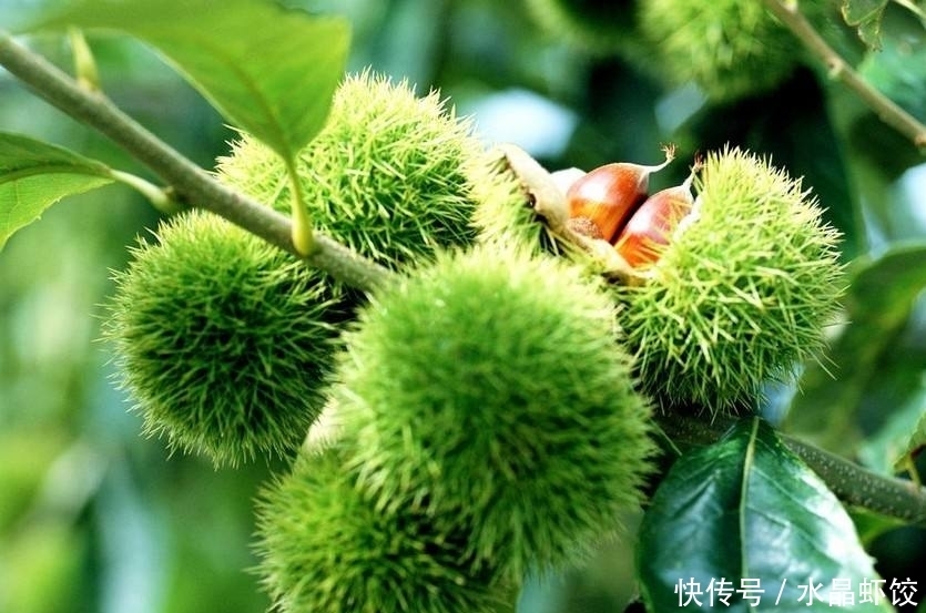 犯错误|吃板栗的2注意、2大禁忌,却有很多人不清楚,别犯错误了