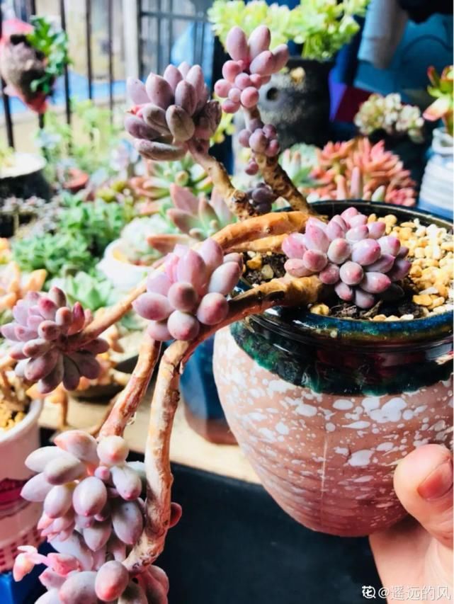 一入肉坑深似海，越养越上瘾