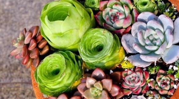 35度高温多肉要休眠这样养护，避开徒长，叶子厚实又肥美