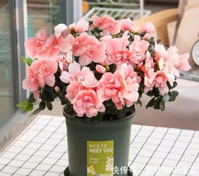 肥沃|人养花、花也养人,医生喜欢养的八种花,家里养一盆,清雅又健康!