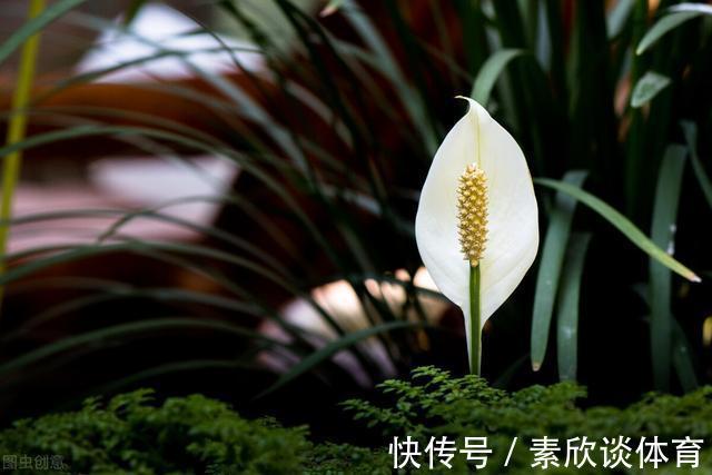 年宵花|如果不是万不得已,这3种花年后再买,省钱又好养