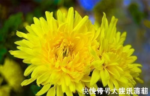 白刺果|会吃的人最健康,3种食物离不开,补充营养,有益健康!