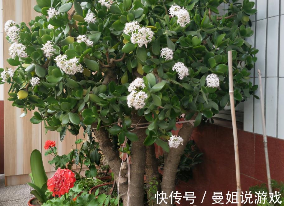 冬天养玉树，想盆栽叶绿茂盛，除了掐枝，还需抓住这几个关键点