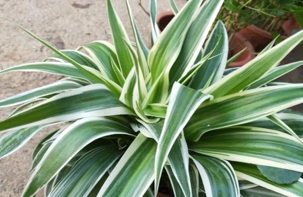 黄豆|养吊兰有“诀窍”,浇上这2种“大补肥”,迅速爆盆,叶片大又宽