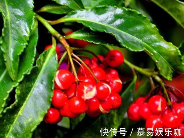 中国人过年讲究“喜”,家养4种富贵吉祥花,新年红红火火好运来