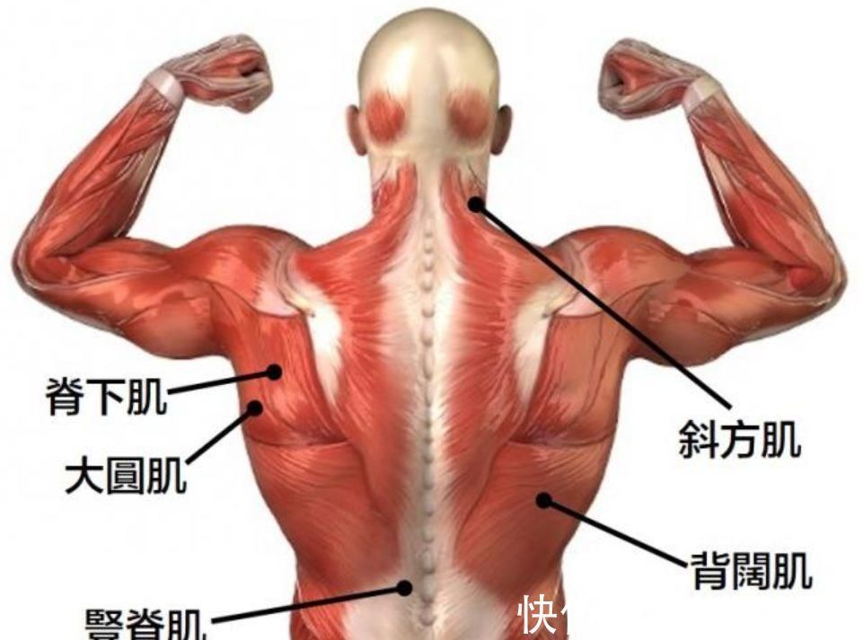 单杠|分区域练背,把落后的部位练成优势,打造更强更壮的背部