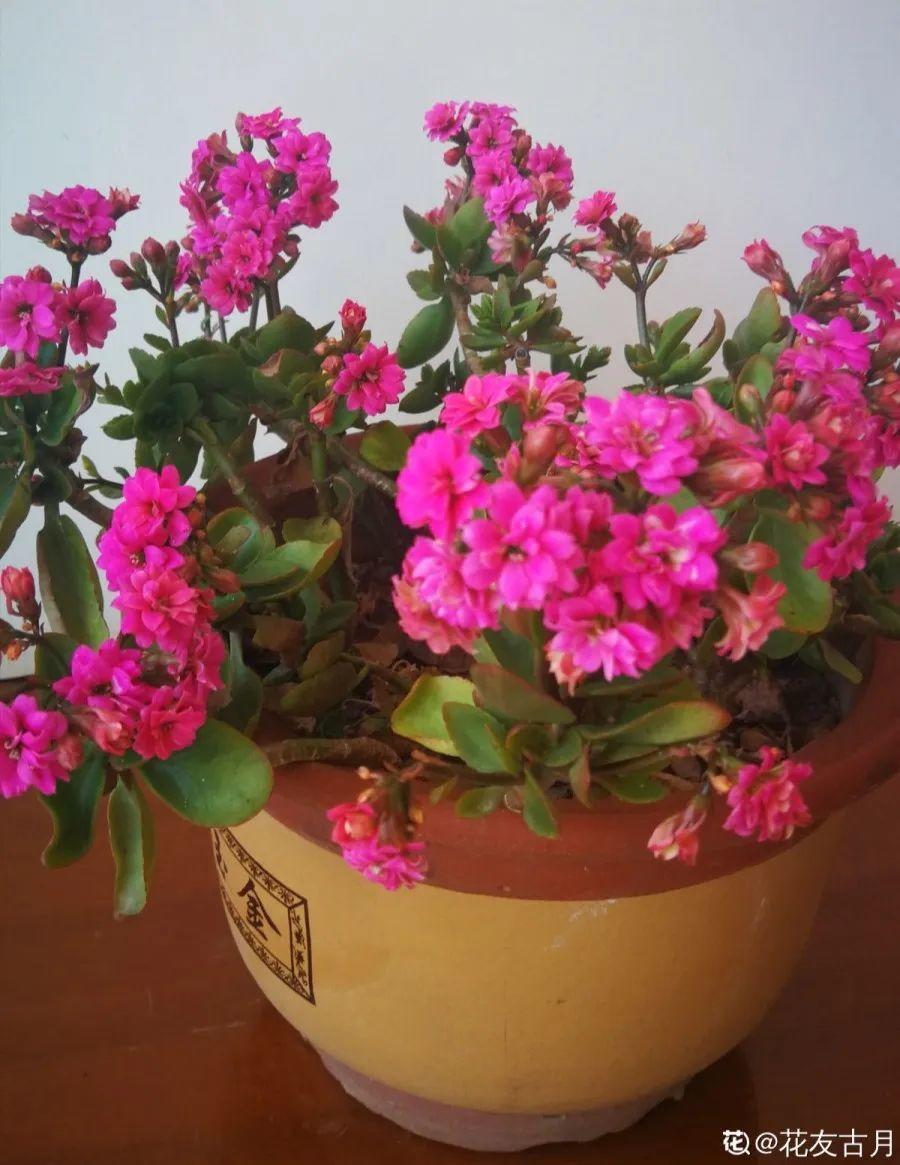 长寿花|1米8的长寿老桩,狠心砍光了,半月重新长一堆!