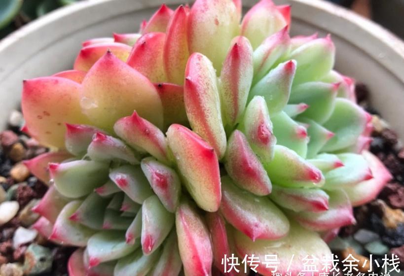 名字很酷的多肉ak玛利亚,颜色颇为小清新,养起来也是“乖宝宝”