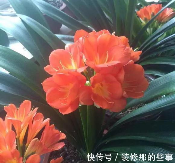 秋天到了，满地都是宝贝“松树皮”，养花有奇效