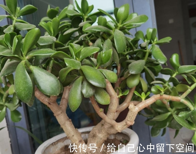 不会种玉树？注意这几点，轻松就能养好玉树
