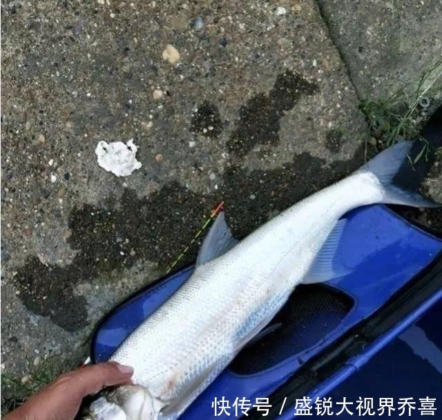 小鱼|翘嘴怎么钓？钓翘嘴用什么饵料钓最好？