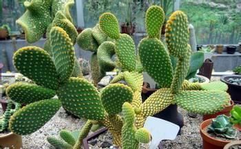 盆栽|3种其貌不扬的植物,养一盆家里变成“天然氧吧”,是盆栽佳品!