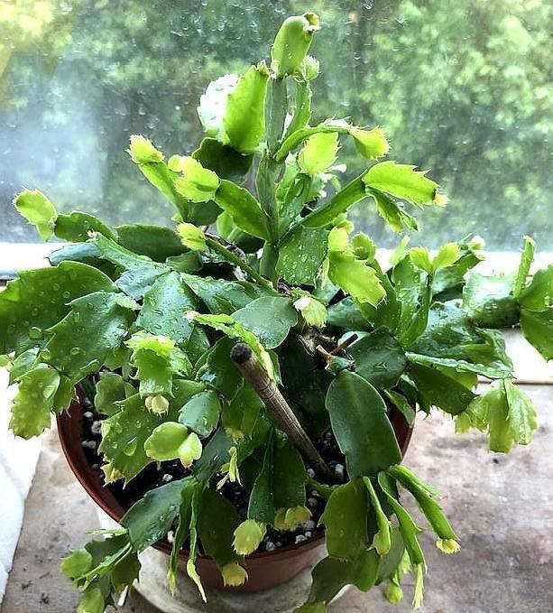 第一次养花没经验牢记''4个重点'',植物蹭蹭长、不生病