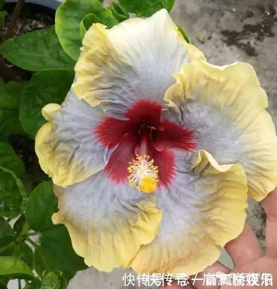 扶桑|1种花一开就是300多天,好养又漂亮,新手懒人都能养!