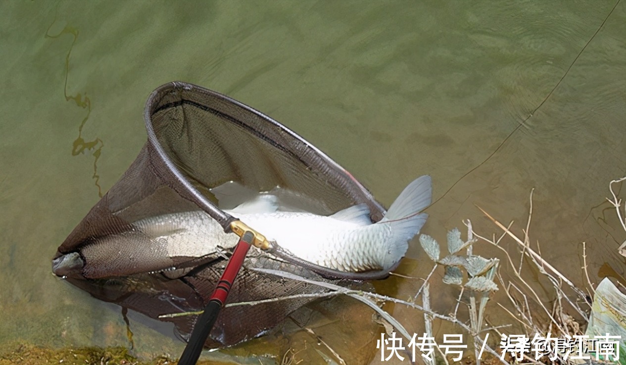妙用|廉价的自制饵料,竟是大鱼克星?“玉米面饵”的妙用很少有人知道