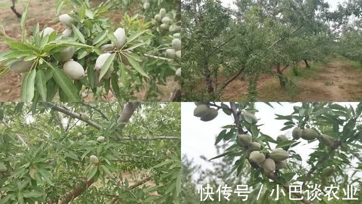 苗木 巴旦木种植为啥要选择贵的巴旦木苗木,种植户说有道理