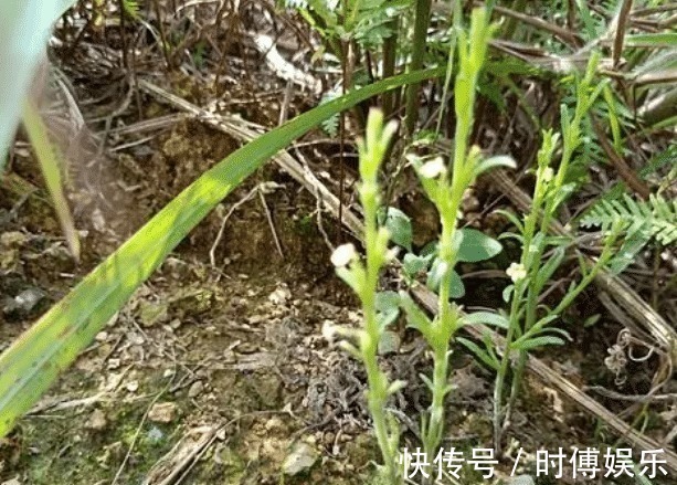 野草|三天挖不到一斤,每斤卖800元,见到别错过,因为它很稀罕!