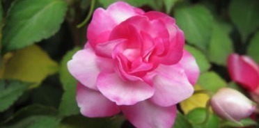 大神|“此花”不是大神“不敢”碰,浇水就烂根、叶,新手这谁养得活