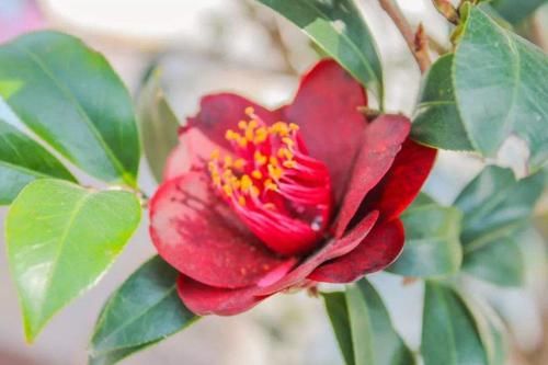 养花试试这几款,品种丰富,绽放的时候非常美丽